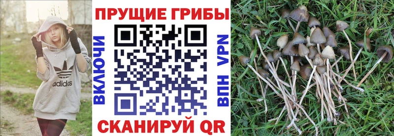 Псилоцибиновые грибы мицелий  Губаха 